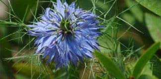 La nigelle : une plante médicinale trop méconnue