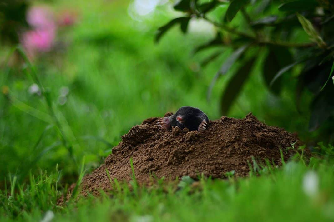 Pourquoi les taupes font des mottes de terre ?